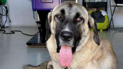 Ο Πάρης είναι μορφή: Ενας τεράστιος σκύλος - μπέμπης - Ενας Κάνγκαλ, που σημαίνει πως είναι πολύ πιστός και έξυπνος