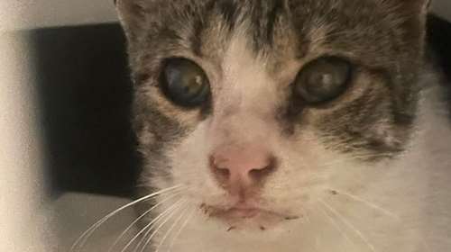 Τυφλός γατούλης μάς χρειάζεται: Δεν μπορεί να βγει ξανά στον δρόμο