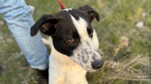 Στα &quot;αζήτητα&quot; από μικρή: Η Μέλανι και τα τρία αδερφάκια της στην καλύτερη τους ηλικία