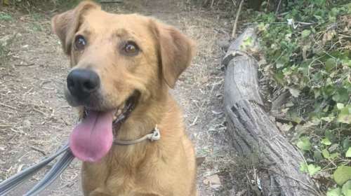 Η Κλάρα βρέθηκε ταλαιπωρημένη και αρκετά αδύνατη - Και από τότε πάει από φιλοξενία σε φιλοξενία