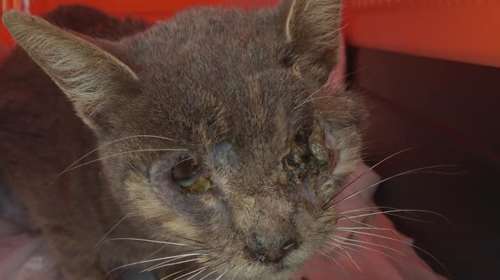 Απίστευτη κτηνωδία στην Κρήτη: Τύφλωσαν και κακοποίησαν γάτα - Εικόνες σοκ