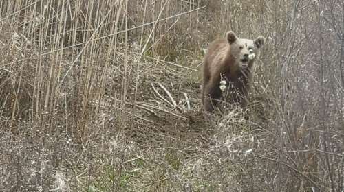 Φλώρινα: Σε συρμάτινη θηλιά πιάστηκε νεαρό αρκουδάκι στις Πρέσπες [εικόνες]
