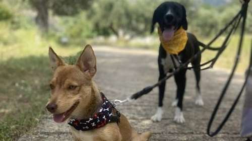 Ο Πινέζας με το φιλαράκι του Hanzo αναζητούν οικογένεια - Ανοίξτε την αγκαλιά σας και θα σας δώσουν απεριόριστη αγάπη