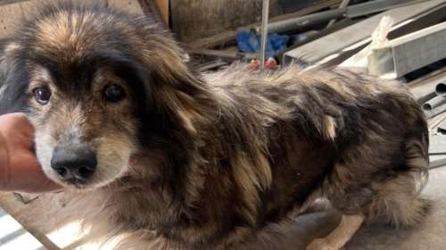 Το βαρέλι των εγκαταλείψεων δεν έχει πάτο: Πέταξαν στο δρόμο γεράκο και τυφλό κοκόνι