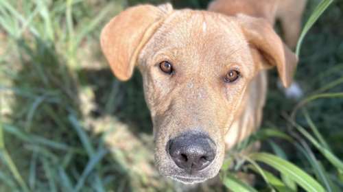 Αυτή η φατσούλα ο "Bougie" είχε πολλούς στη ζωή του που ήταν πρόθυμοι να τον "εξαφανίσουν"