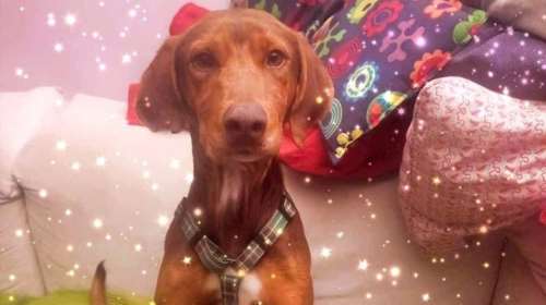 Σώστε ένα αδεσποτάκι: Ο Μέρλιν, ο μαθητευόμενος μάγος - Βρέθηκε σε άθλια κατάσταση, έτρεμε ολόκληρος