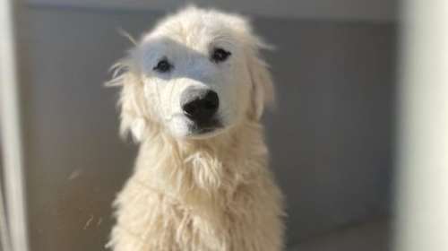 Σώστε ένα αδεσποτάκι: Φήμες λένε ότι αν με δεις Πέμπτη ξαφνικά θα γίνει Σάββατο