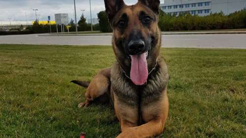 Θεσσαλονίκη: Δεν γλιτώνεις από τη &quot;Minnie&quot; - Σκύλος ντετέκτιβ της ΕΛΑΣ εντόπισε κοκαΐνη σε σπίτι [Βίντεο]