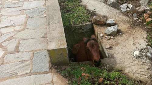 Καρέ - καρέ η διάσωση μικρού αλόγου που εγκλωβίστηκε σε στενό φρεάτιο [Eικόνες]