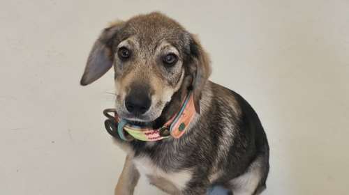 Το Μαγιούλι τελειοποίησε το &quot;κάτσε&quot; που το μαθαίνει τις τελευταίες δύο εβδομάδες - Εχει όλη τη ζωή μπροστά της για να θριαμβεύσει