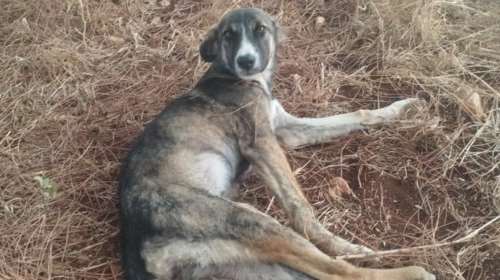 Πόσο πόνο έχει βιώσει αυτό το πλάσμα... Πόσες μέρες άντεχε στην άκρη του δρόμου χωρίς να μπορεί να κουνηθεί