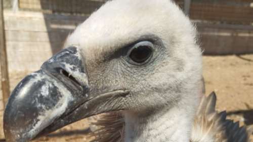 Κρήτη: Έκκληση για τους εξαντλημένους γύπες που κινδυνεύουν από αφυδάτωση