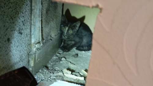 Πού είναι η γάτα; Στα ταβάνια... - Μετά από μια δαιδαλώδη διαδρομή έριξαν τοίχο για τη χάρη της