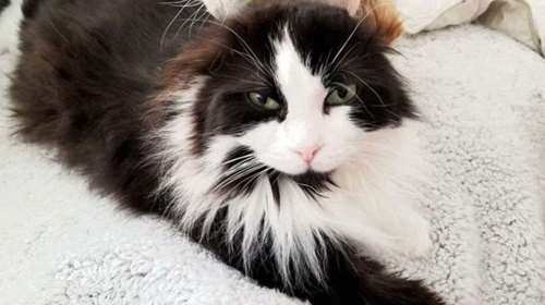 Κορονοϊός: Οι Ρώσοι άρχισαν να εμβολιάζουν και τα κατοικίδιά τους - Ποιο εμβόλιο κάνουν