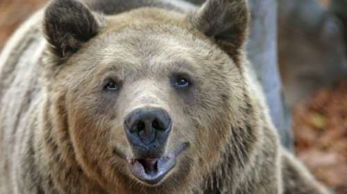 Ο Αρκτούρος βάζει σε... ΚΑΠΗ τις γηραιές αρκούδες - Ο τυφλός Γιωργάκης και η Κατερίνα με τα αρθριτικά