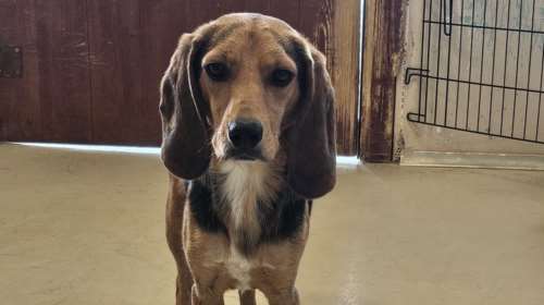 Εχετε δει πιο μικροσκοπικό και χαριτωμένο ...Ντομινίκ;