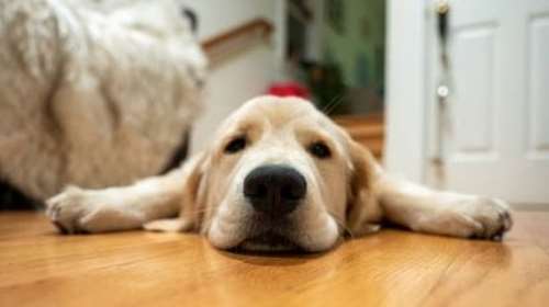 Ο σκύλος σας αναστενάζει; Τι  μπορεί να τού συμβαίνει - Πότε να ανησυχήσετε