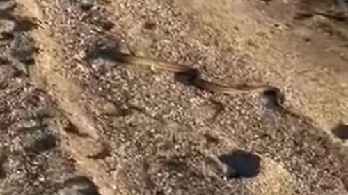 Αναστάτωση στην Εύβοια με φίδι που κολυμπάει σε θάλασσα - Δεν κατάφεραν να το απομακρύνουν [βίντεο]
