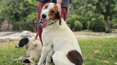 Ο Μπράιαν παρόλο που μεγάλωσε στο καταφύγιο, είναι ένα σκυλί πολύ κοινωνικό, που λατρεύει τη βόλτα και τον έξω κόσμο