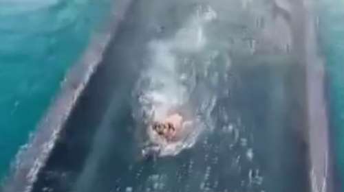 Συγκλονιστικό βίντεο στον Ισθμό της Κορίνθου: Σκυλάκι προσπαθεί να σωθεί την ώρα που κατεβαίνει η βυθιζόμενη γέφυρα