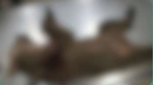 Αποτρόπαιο έγκλημα στην Καστοριά: Νεκρό αρκουδάκι από πυροβόλο όπλο - Δέχθηκε ευθεία βολή από πολύ κοντινή απόσταση