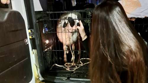 Κερατσίνι: Συνελήφθη 40χρονος που είχε δέσει αρνάκι και το πήγαινε για σφαγή