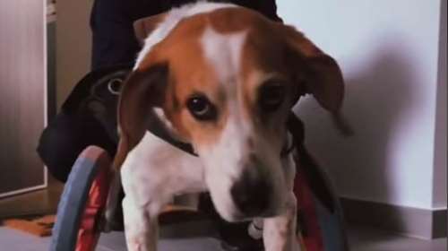 Μιχάλης Χατζηγιάννης: Το συγκινητικό βίντεο με την σκυλίτσα του που δεν μπορεί να περπατήσει