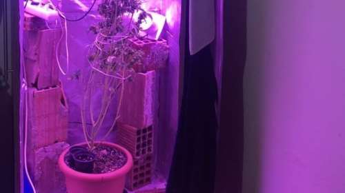 Χασισόδεντρο στα Γιαννιτσά: Αν δεν το βρεις, θα είναι στη... ντουλάπα [εικόνες]