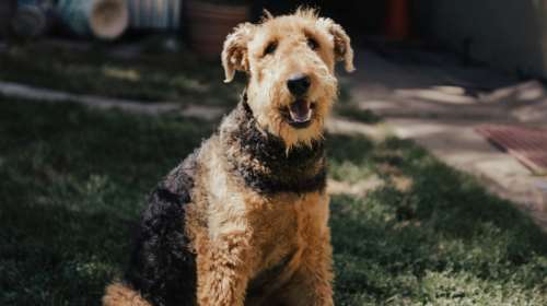 Airedale Terrier: Η ιστορία και τα χαρακτηριστικά της φυλής  - Γλυκά, γοητευτικά και απόλυτα έξυπνα