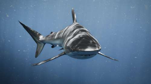 Αργεντινή: Αγνοούνταν για μέρες και τον βρήκαν στο... στομάχι καρχαρία - Τον αναγνώρισε η οικογένειά του από ένα τατουάζ