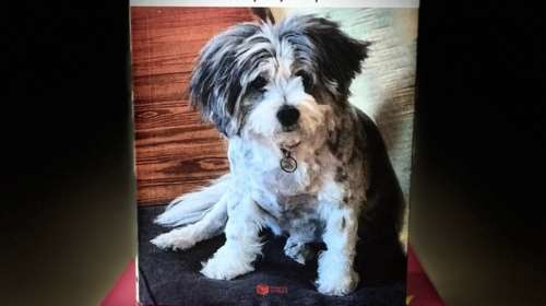 &quot;Λουλού. Μια αληθινή ιστορία&quot; από την Αννα Βαγενά