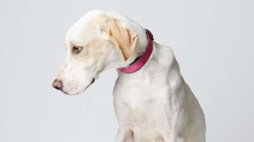 Σώστε ένα αδεσποτάκι: Τι εννοείς; Δεν θα &#39;ρθεις να με δεις;