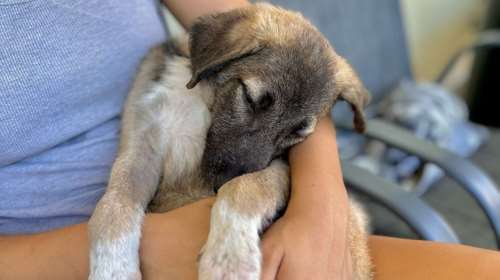 Εμεινε μόνο του να περιμένει... και κουράστηκε - Eίναι σαν ένα marshmallow