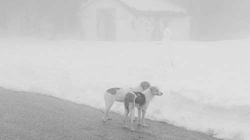 Βόλος: Καταγγελίες και θύελλα αντιδράσεων για εγκατάλειψη αδέσποτων σκυλιών στα χιονισμένα Χάνια - Μηνύσεις ετοιμάζουν φιλόζωοι