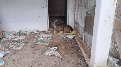 Ευθανασία σε ζαρκάδι - Βρέθηκε τραυματισμένο στα Γρεβενά από λαθροκυνηγό