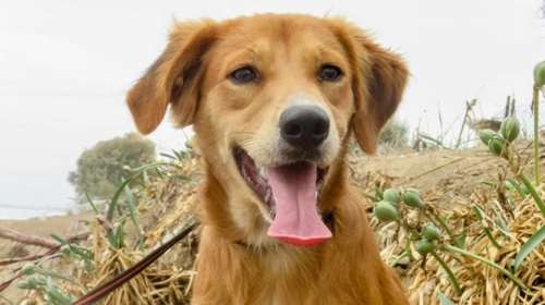 Η ιστορία διάσωσης του Καρλ ξεκίνησε σε έναν πολυσύχναστο δρόμο, όπου βρέθηκε σε τρομερή κατάσταση με τον αδερφό του