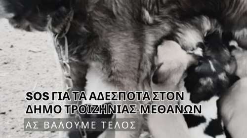 SOS για τα αδέσποτα στον Δήμο Τροιζηνίας - Μεθάνων εκπέμπουν εθελοντές της &quot;Adopt a Paw Today&quot;