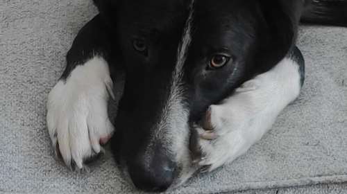 Πλημμυράκι της Θεσσαλίας - Για τον Ληρ μιλούν αυτοί που τον γνωρίζουν: Πάλεψε για να σωθεί