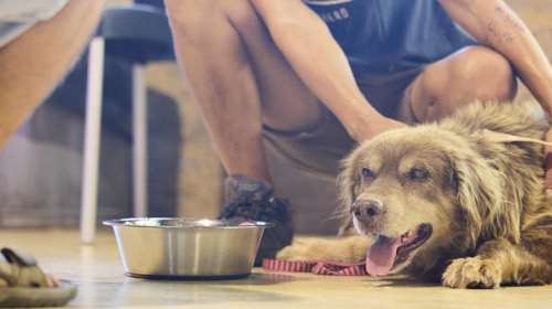 Ο τελικός απολογισμός του σταθμού πυρόπληκτων ζώων από τη φωτιά στην Αττική: Φιλοξενούνται 34 ζώα, νοσηλεύονται 9