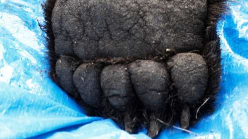 Αρκτούρος: Οι αρκούδες δολοφονούνται - Μέσα σε λίγες ημέρες, τρεις έχουν πυροβοληθεί και σκοτωθεί