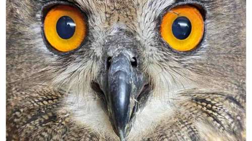 Φωτιά στην Αττική: Πρώτες βοήθειες σε άγρια ζώα - Πώς θα βοηθήσετε πυρόπληκτα, θηλαστικά, πουλιά, ερπετά