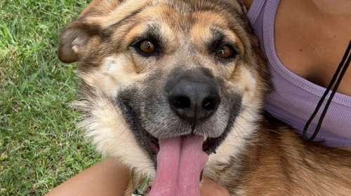 Ο Hound γλίτωσε στο παρά ένα την ευθανασία - Από τότε δεν έπαψε να γελά και να χαίρεται