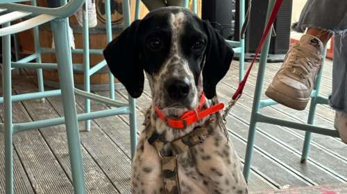 Ο Θεσσαλός κούκλος της Dog&#39;s Voice σώθηκε από τις πλημμύρες: Είναι ένα υπέροχο σκυλάκι