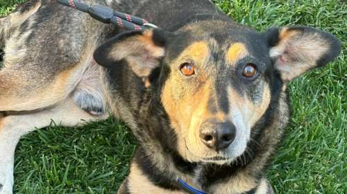 Dogs&#39; Voice: Μια ημέρα γεμάτη αγάπη και φροντίδα - Η δύναμη της φιλοξενίας - Τα σκυλάκια που μάς χρειάζονται