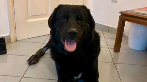 Είμαι ο Μπόμπος και επειδή είμαι μαύρος και μεγαλόσωμος φοβούνται να με βάλουν σπίτι τους