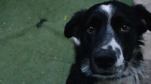 Σώστε ένα αδεσποτάκι: Σήμερα θα σας καληνυχτίσει ο Chase για να σας θυμίσει κάτι πολύ σημαντικό