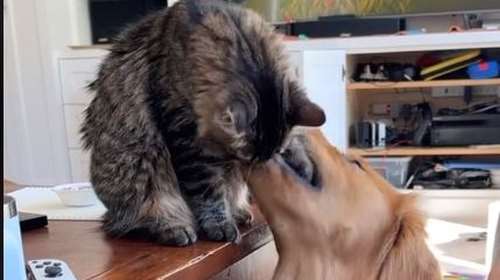 Οι άσπονδοι εχθροί σε απόλυτη αρμονία: Να πώς το &quot;αιώνιοι αντίπαλοι&quot; πάει... περίπατο  [Βίντεο]