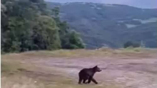 Αρκούδα &quot;έκοβε&quot; βόλτες σε στάση ΚΤΕΛ στα Γρεβενά [βίντεο]