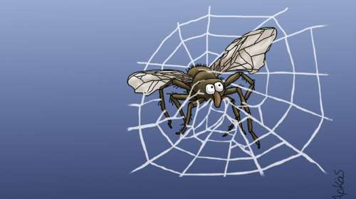 Αρκάς: Η καλημέρα στον ιστό της αράχνης - Η μύγα και η... πρόσκληση για φαγητό