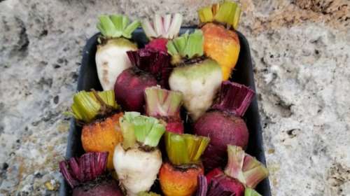 Μωβ καλαμπόκια και πορτοκαλί παντζάρια: Ο Έλληνας μαθηματικός που δημιουργεί ξεχωριστά και περιζήτητα λαχανικά [εικόνες]